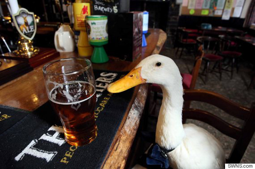 DUCK 2.